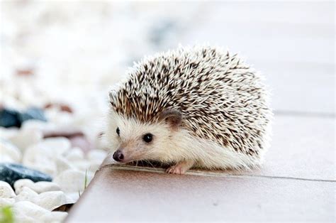 吉祥動物|縁起の良い動物一覧 – 幸運を引き寄せる動物たち 